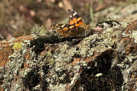 Akaro Village Sunrise & Sunset Wildlife Hike – Entoto