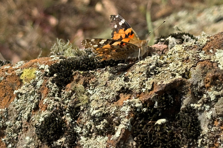 Akaro Village Sunrise & Sunset Wildlife Hike – Entoto
