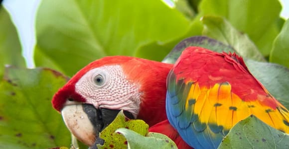 Manuel Antonio: Customizable Birdwatching Sightseeing Tour