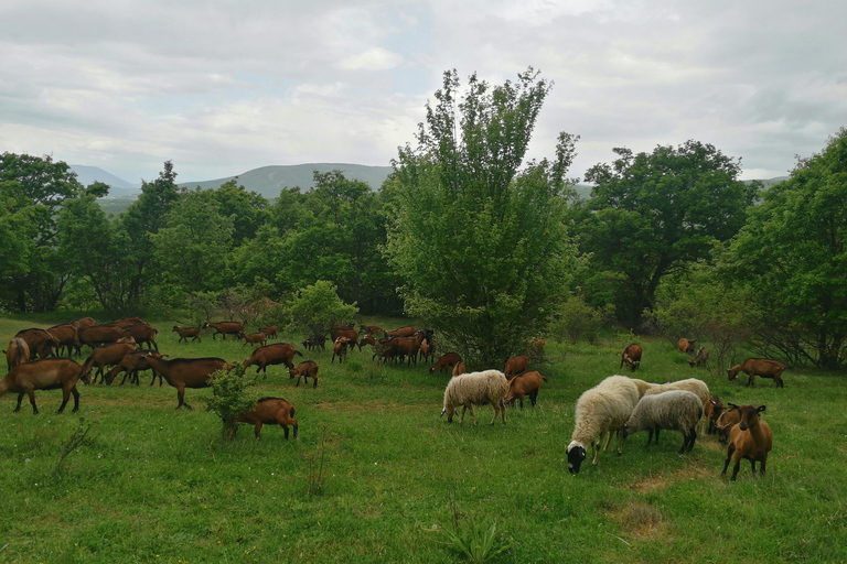 Skopje: Brodec - Capanna Spirova - Escursione a Crn KamenTour Brodec - Rifugio Spirova - Crn Kamen