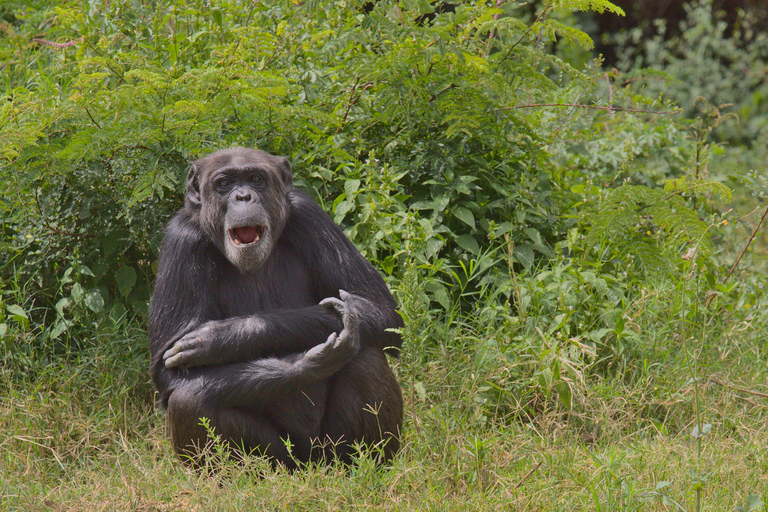3-Day Ol Pejeta Safari with Chimpanzee Sanctuary