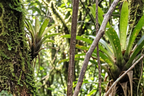 Monteverde: Epiphyte Trail – Orchids, Birds & Wildlife