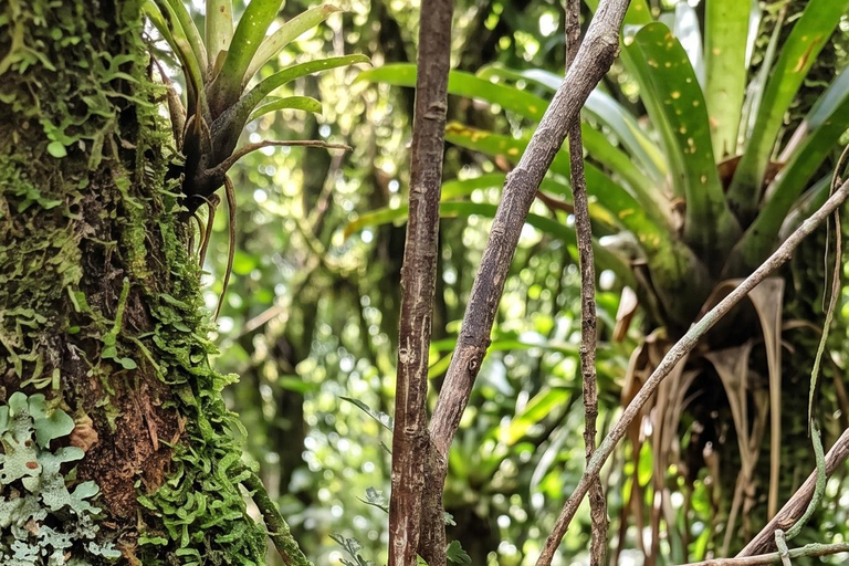 Monteverde: Epiphyte Trail – Orchids, Birds & Wildlife