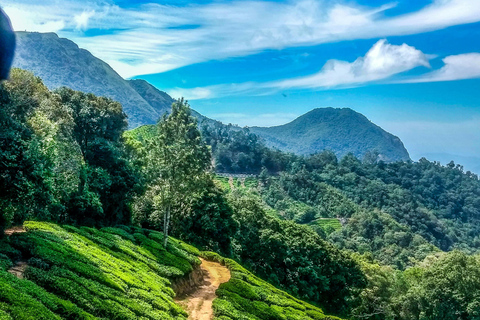 Höjdpunkter i Kerala Tour från Kochi