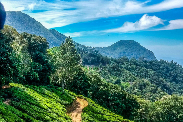 6 Day Kerala with Munnar, Thekkady & Alleppey: From Cochin