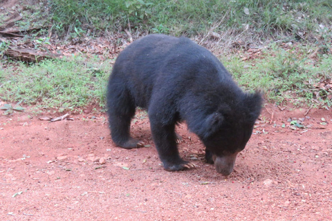 Z Ella: Park Narodowy Yala 4*4 Leopard Safari Tour