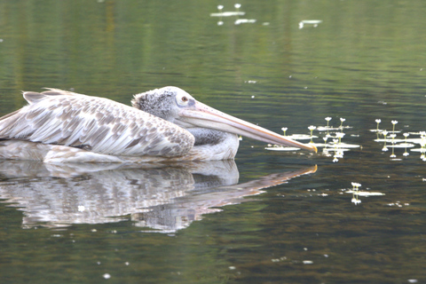 Colombo: Guided wet zone and wetland full day birding tour