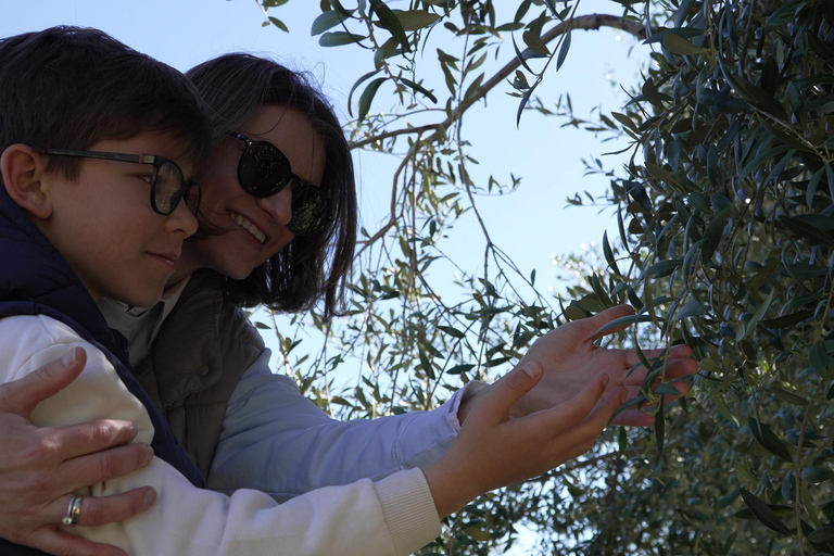 Toledo: Olive Oil Mill Tour & Tasting 4 EVOO Casas de Hualdo