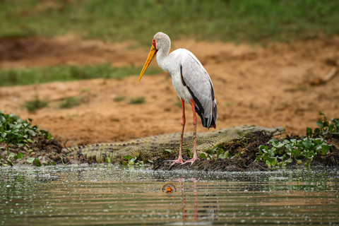 Uganda 10-dniowe safari wśród dzikich zwierząt i naczelnych.