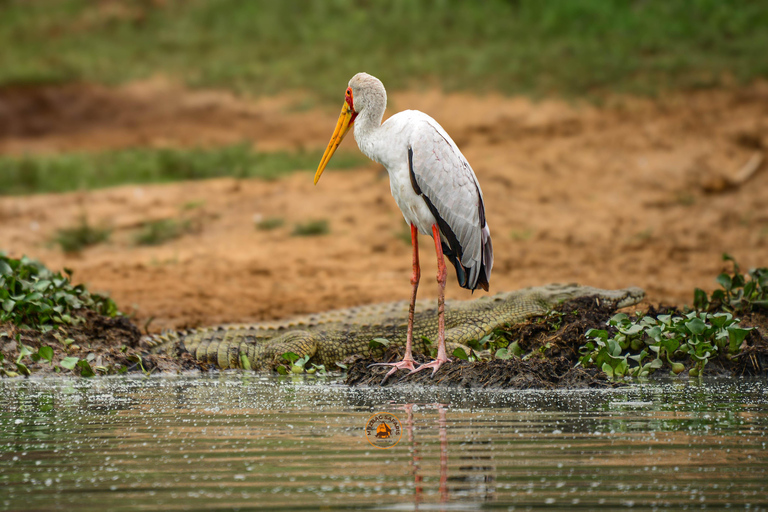 Safari in Uganda di 10 giorni tra natura e primati.