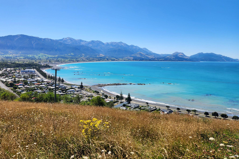 From Christchurch: Kaikōura Day Tour