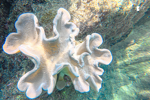 Koh Tao: Snorkel with Turtles at Nangyuan with Fewer Crowds