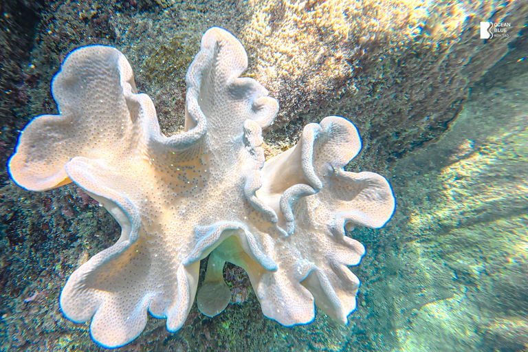 Koh Tao: Snorkel with Turtles at Nangyuan with Fewer Crowds