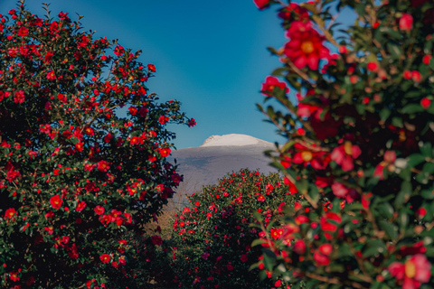 Jeju: Day Tour, Small Volcano & Landmark & UNESCO Heritage Private Day Tour 5hr (Just Car Charter/Not including ticket)