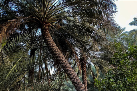 From Muscat: Rustaq Trenches, Nakal Fort & Hujrat AlShaikh