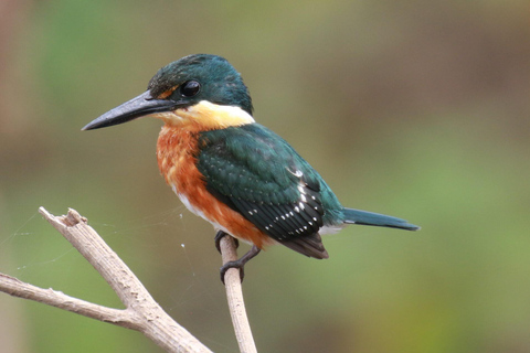 Carara National Park: Guided Walk Carara Costa Rica Nature