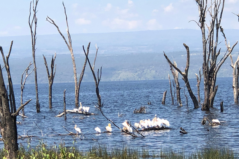 De Nairobi: Viagem de 1 dia ao Parque Nacional do Lago Nakuru