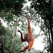 Pangkalan Bun Tanjung Puting Orangutan Day Tour by Speedboat