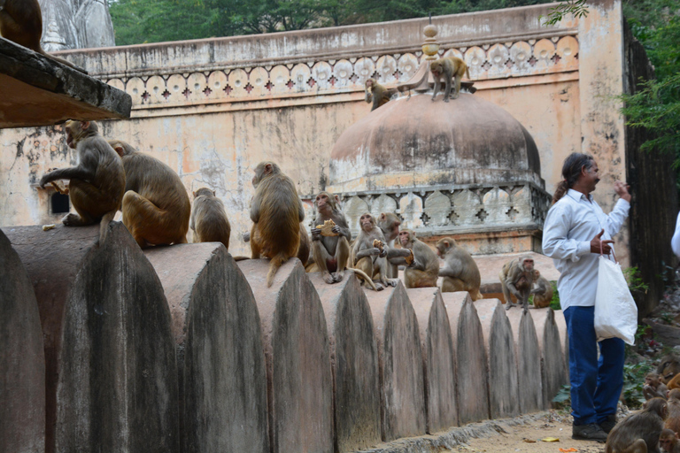 Jaipur: Amber Fort, Stadtpalast und Hawa Mahal Tagestour