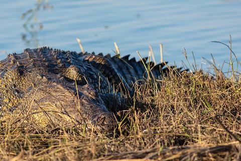 Chobe Safari from Victoria Falls: Game Drive & Cruise