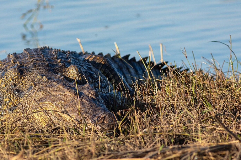 Chobe Safari from Victoria Falls: Game Drive & Cruise