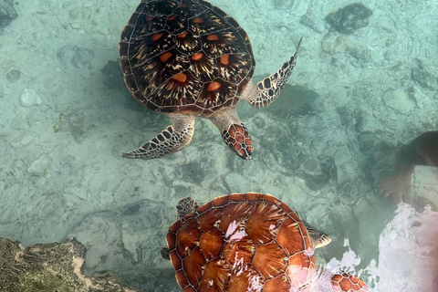 Zanzibar: Mnemba Island & Natural Lagoon Tour Mnemba Island Dolphin Tour & Sea Tortoise Aquarium Tour