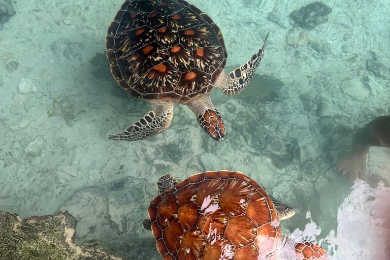 Zanzibar: Mnemba Island & Natural Lagoon Tour Mnemba Island Dolphin Tour & Sea Tortoise Aquarium Tour
