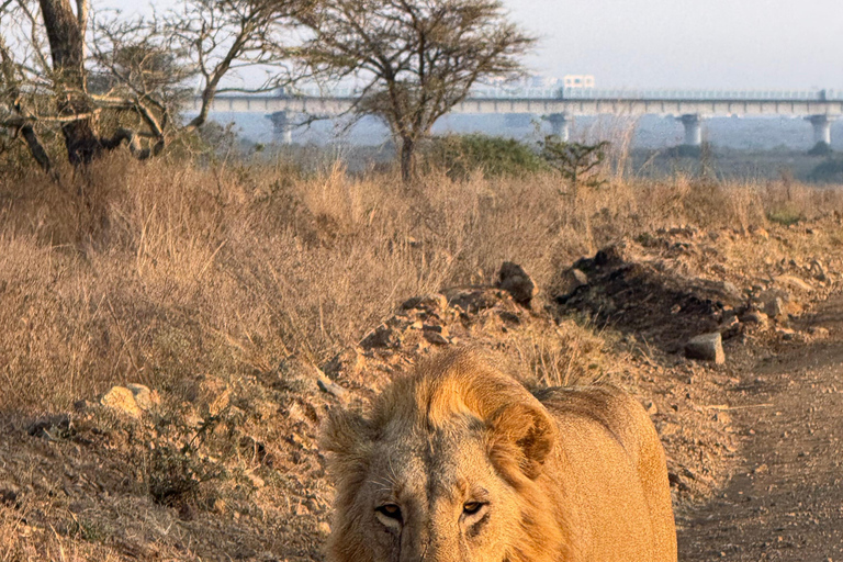 Nairobi Park Safari, Sheldrick's Orphanage & Giraffe Center Shared Drive in Open-Roof Van Game Drive