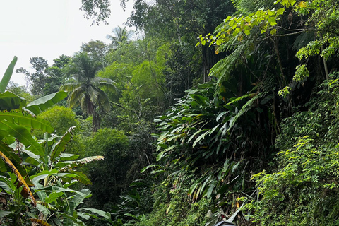 St. Lucia: ATV Tour with Beach Ride and Rum Tasting St Lucia ATV Tour: Waterfall, Plantation, Beach & Distillery