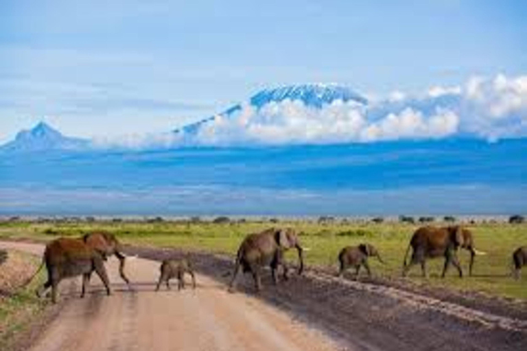 Nairobi : Safari de 3 jours en camping dans le parc national d&#039;AmboseliNairobi : 3 jours de safari en camping dans le parc national d&#039;Amboseli