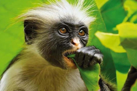 Zanzibar: wycieczka do lasu JozaniWycieczka prywatna bez transportu z/do hotelu, wszystkie bilety wstępu w cenie