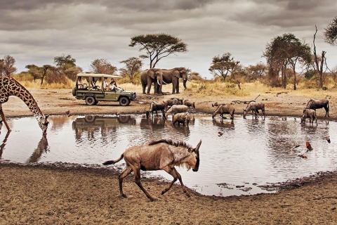 4 Tage Serengeti National Park Tansania Safari