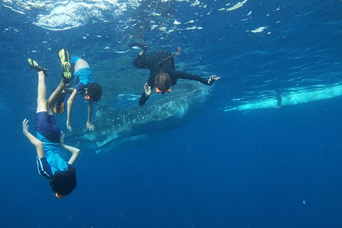 Oslob: Whaleshark Watching, Sumilon Island & Monkey Viewing Join in Tour