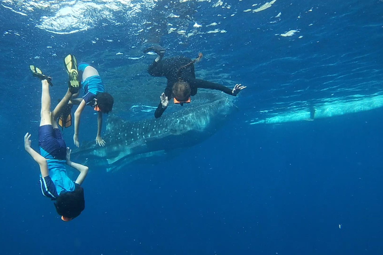 Oslob: obserwacja rekinów wielorybich, wyspa Sumilon i obserwacja małpOslob: Obserwacja rekinów wielorybich, wyspa Sumilon i małpy