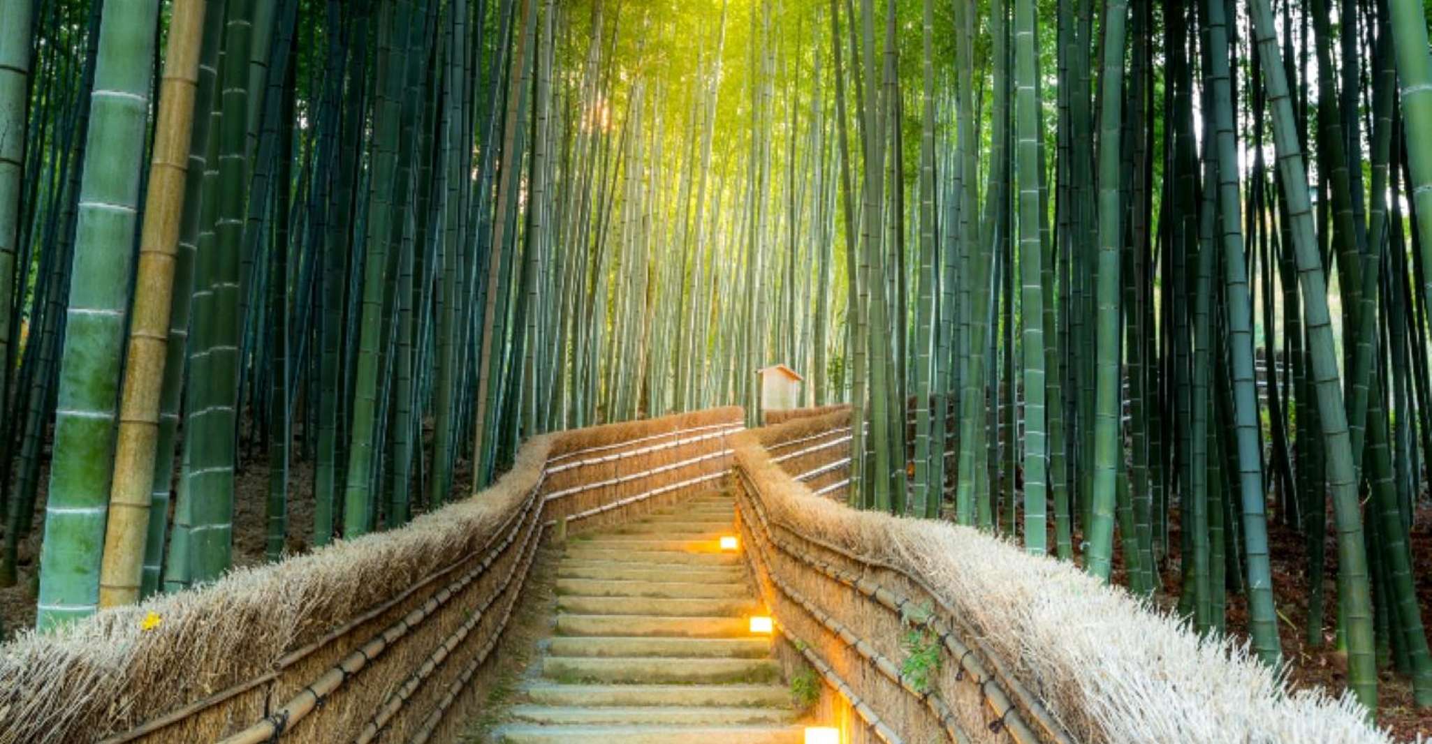 From Osaka/Kyoto: Kinkakuji, Arashiyama, FushimiInari, Nara photo 12