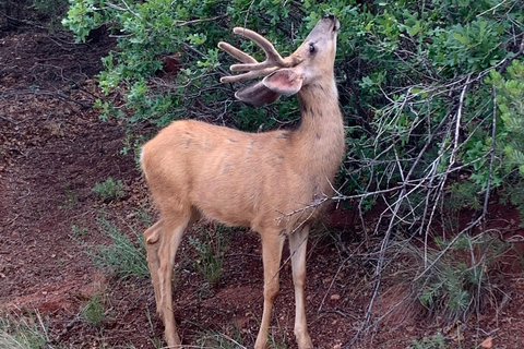 Colorado Springs: Garden of the Gods Luxury Jeep Tour Private Experience