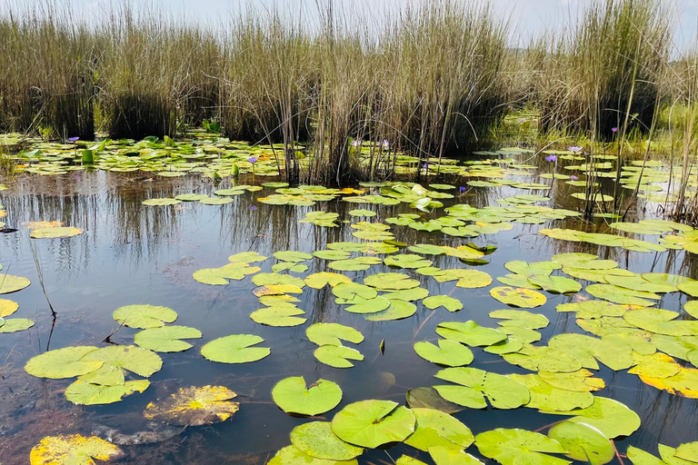 From Kampala: Mabamba Swamp Birding Half-Day Tour From Kampala: Mabamba Swamp Birding Day Tour