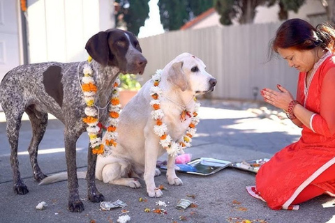 Kathmandu: Kukur Tihar Festival Tour with Local Family