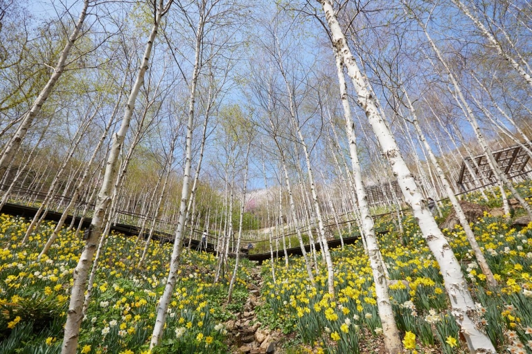 Seoul: Hwadam Botanischer Garten & Nami Island Blumen TagestourNami & Railbike Tour, Treffen in Myeongdong