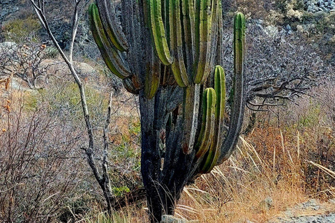 Mitla: Fahrradtour zur archäologischen Zone und zu Höhlen mit Felskunst