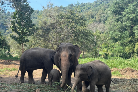 Chiang Mai 2-Day: Good Morning Elephant & Overnight Homestay