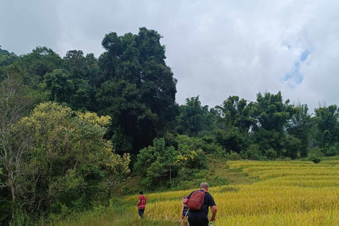 Chiang Mai: Doi Inthanon National Park & Elefantenschutzgebiet