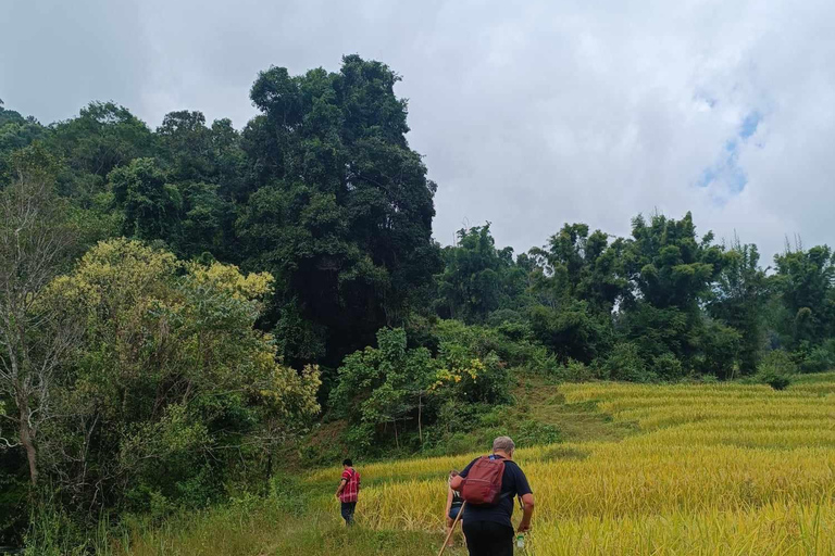 Chiang Mai: Doi Inthanon National Park & Elefantenschutzgebiet