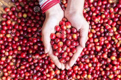 Visita a una granja de café en nairobi con servicio de recogida y regreso gratuito.