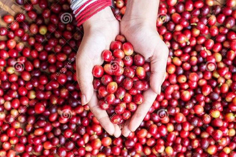 Koffieboerderij tour in nairobi met gratis ophaal- en terugbrengservice.