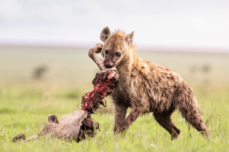 Nairobi: National Park Safari with Pickup and Game Drive