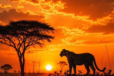 Nairobi National Park Evening Game Drive & sundowner Nairobi National Park Evening Game Drive & sundowner - VAN
