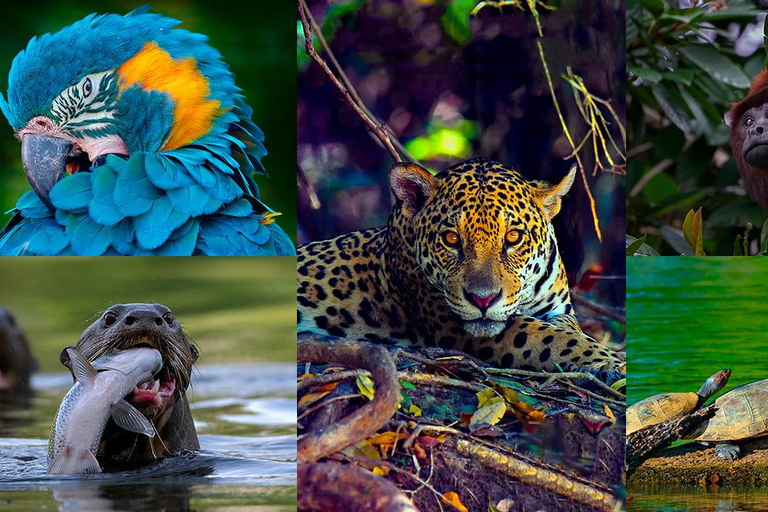 From Cusco: Manu Wildlife & Cloud Forest 3-Day Adventure