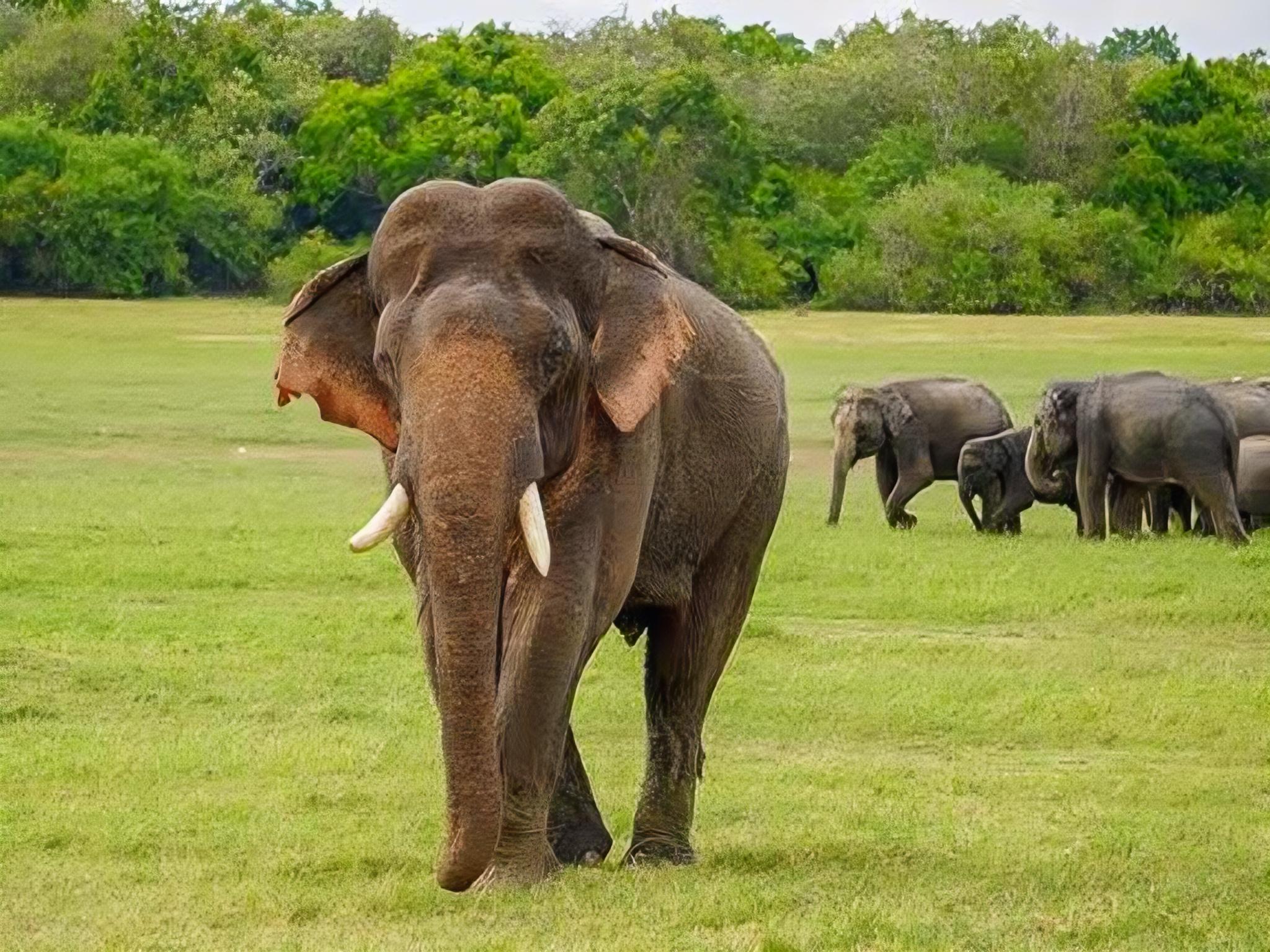 Ab Sigiriya: Jeep-Safari zu den Elefantenherden im Minneriya-Nationalpark