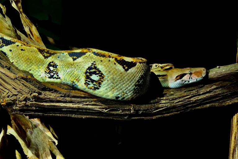 Monteverde : Visite nocturne partagée au Costa Rica